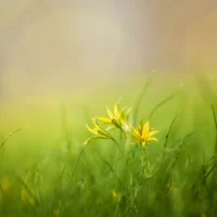 432Hz Ambient Positive Vibes