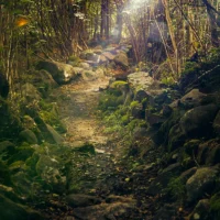 Mystical Forest